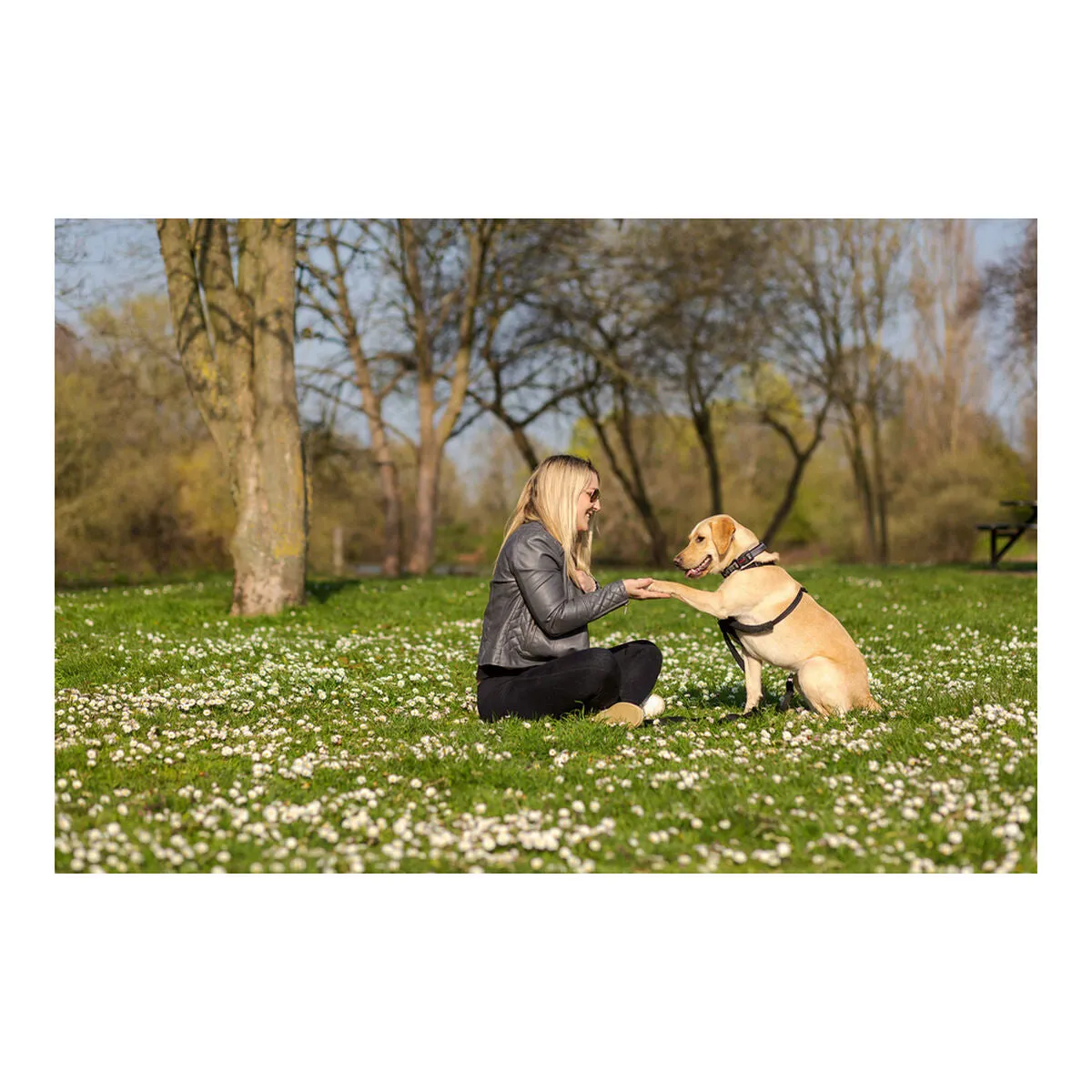 Dog Harness by Company of Animals Halti Size m 3456 Cm
