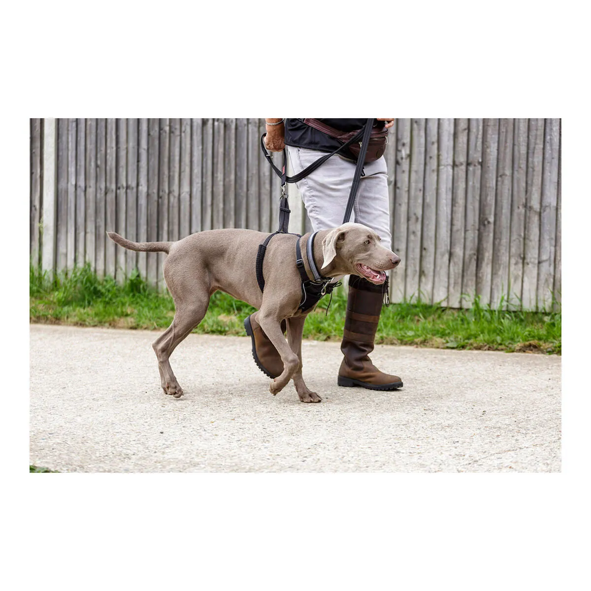 Dog Harness by Company of Animals Halti Size s 2636 Cm