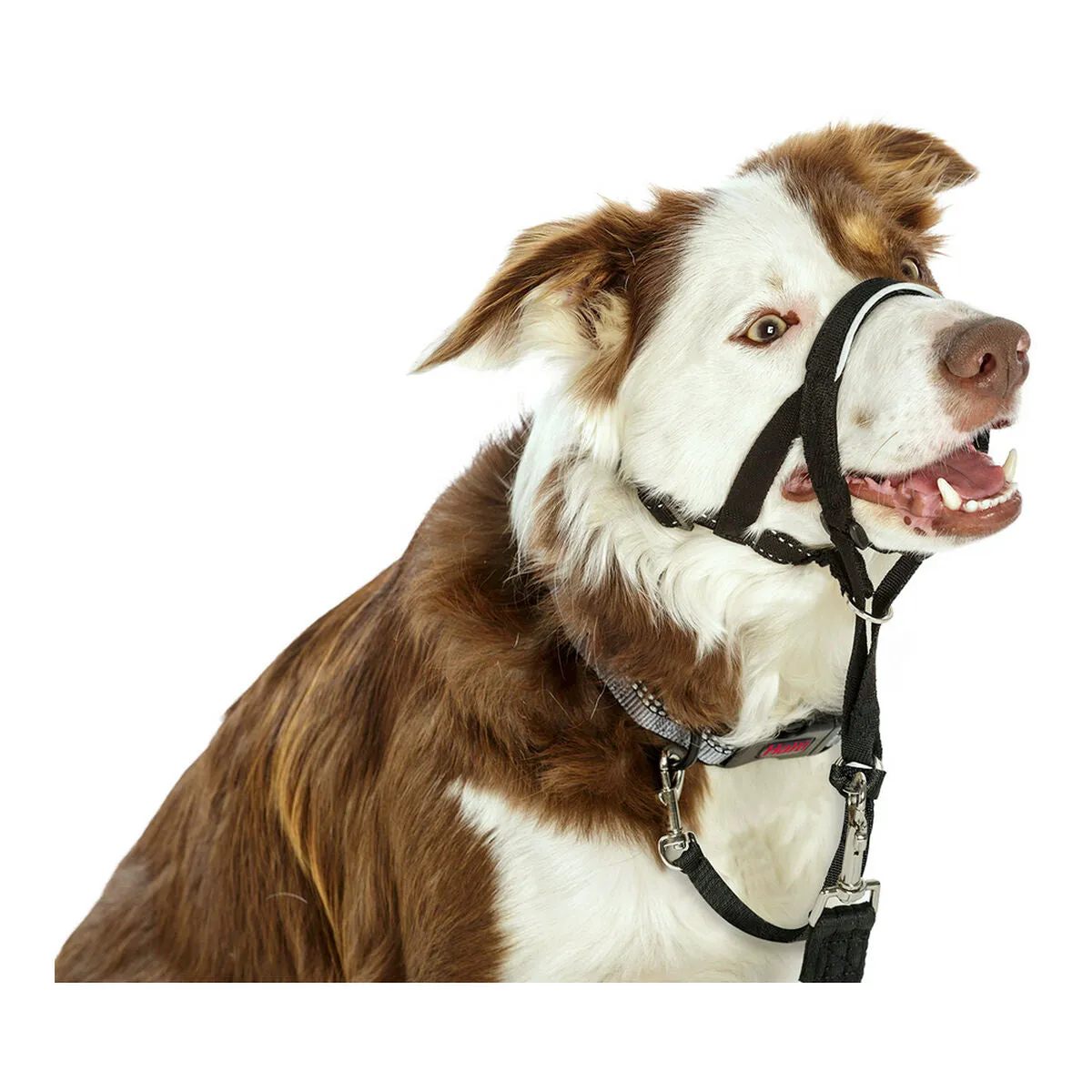 Dog Training Collars by Company of Animals Halti Black Muzzle 2936 Cm