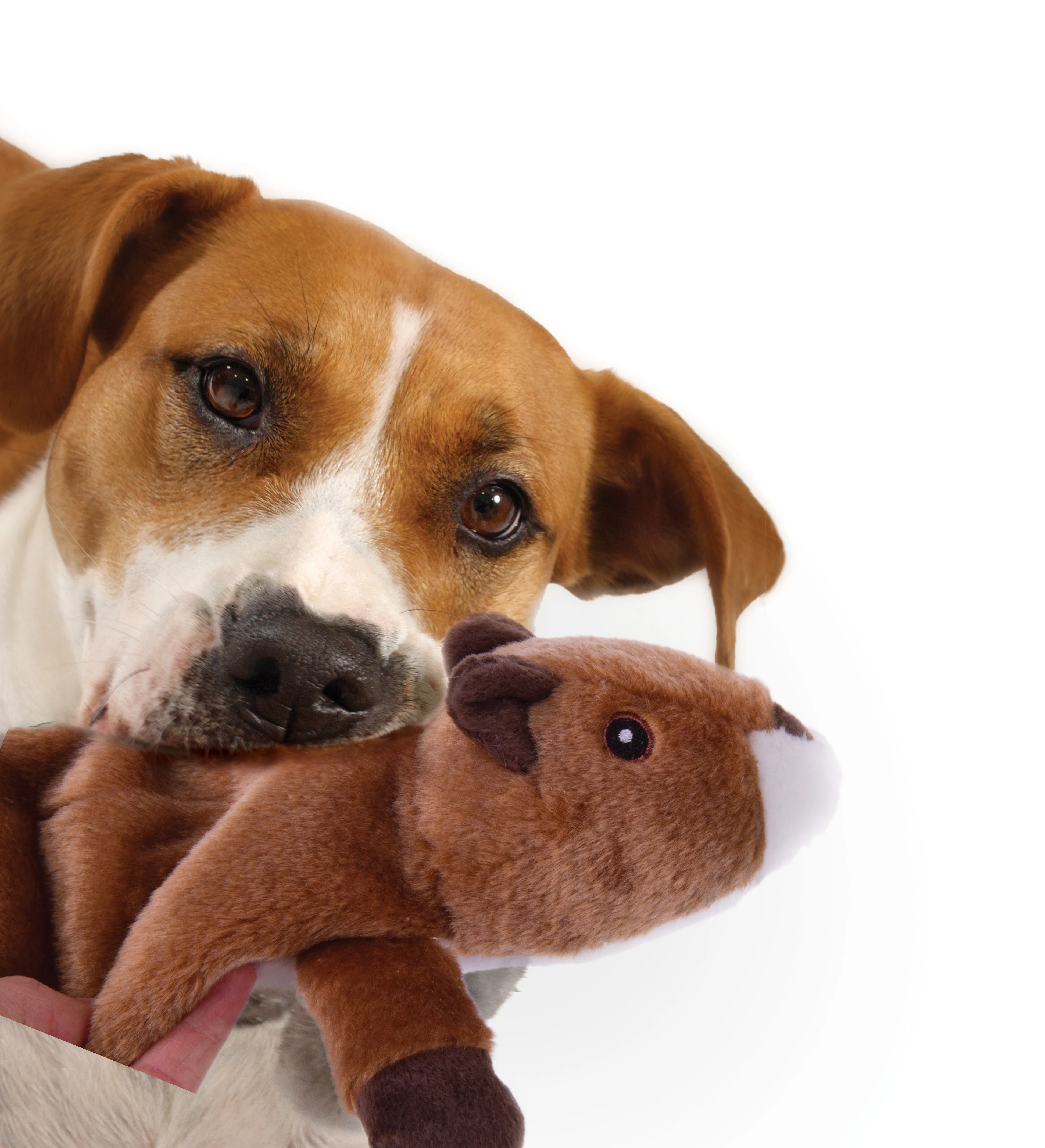 goDog Flatz Squirrel Squeaky Plush Flattie Dog Toy, Chew Guard Technology, Brown, Large