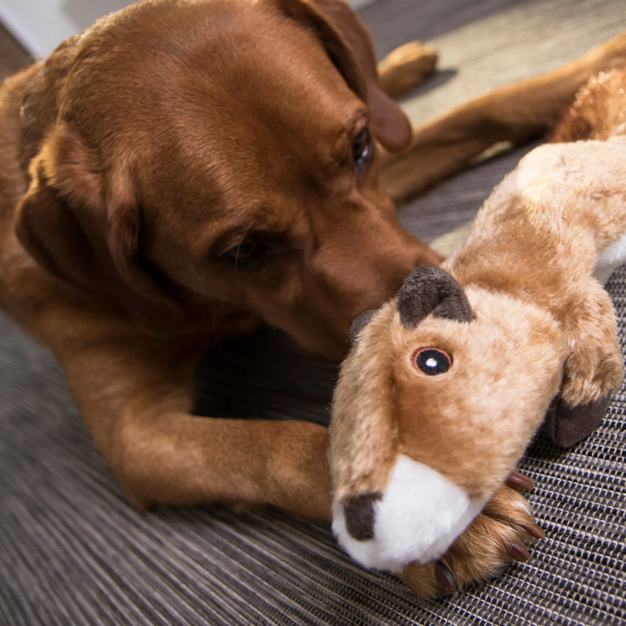 goDog Flatz Squirrel Squeaky Plush Flattie Dog Toy, Chew Guard Technology, Brown, Large