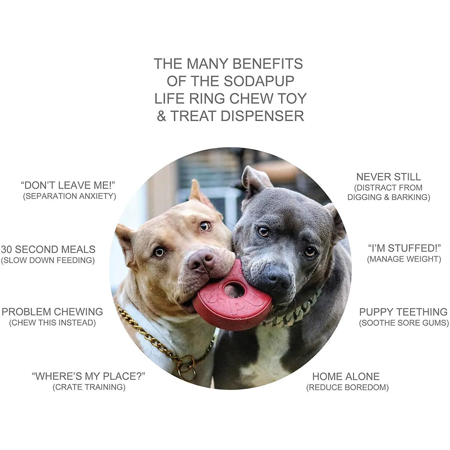 Soda Pup Life Saver Ring
