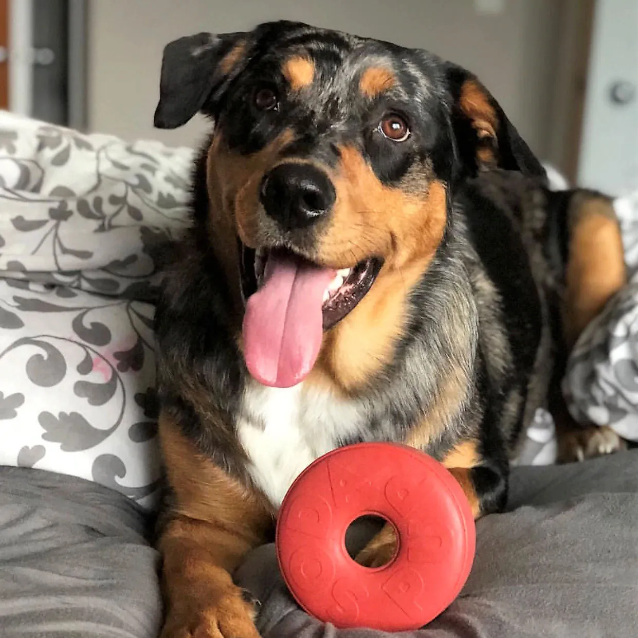 Soda Pup Life Saver Ring