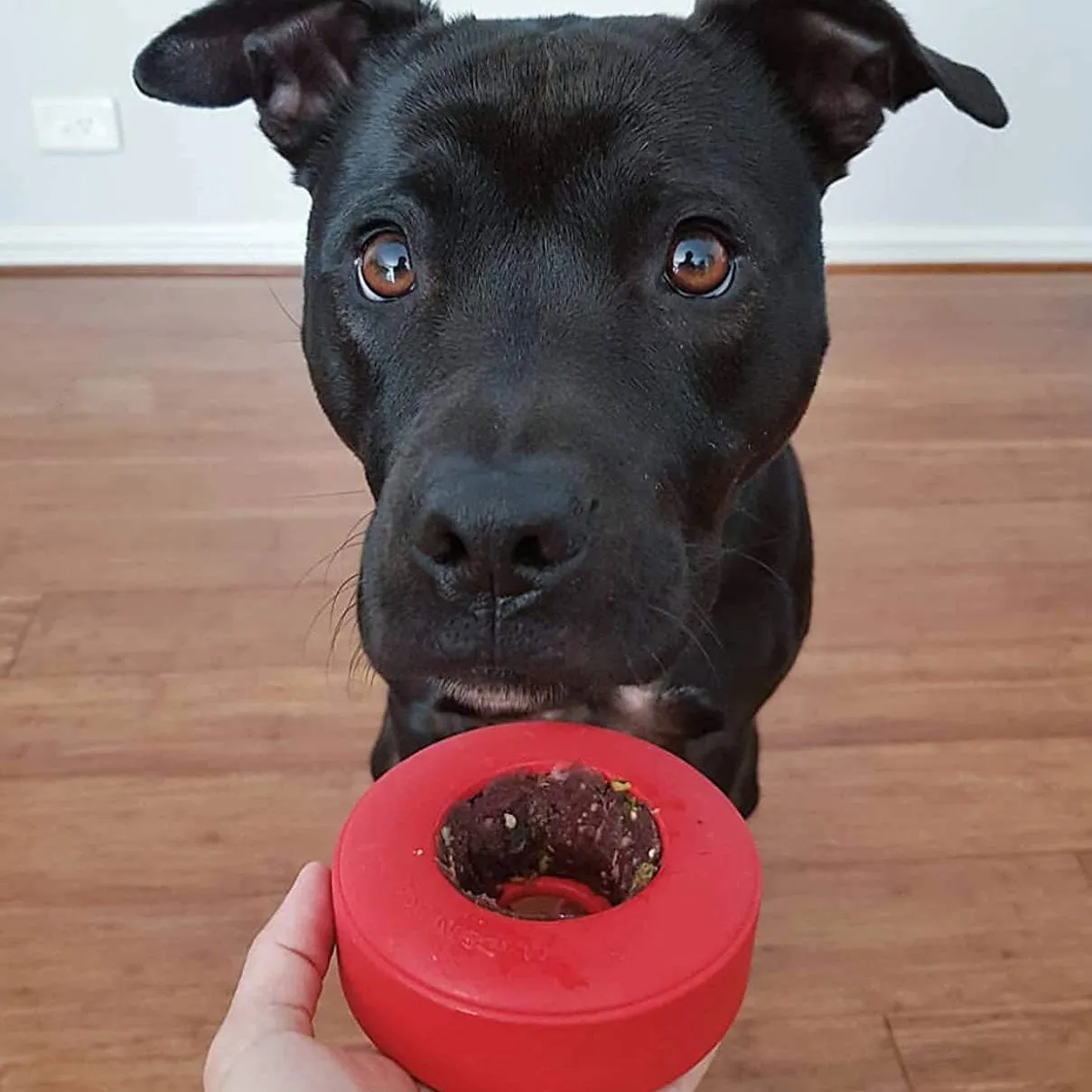 Soda Pup Life Saver Ring